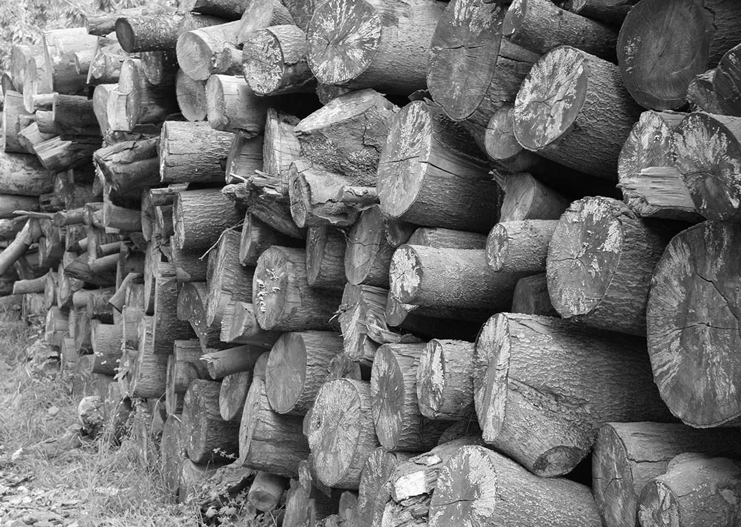 Photo of Logs