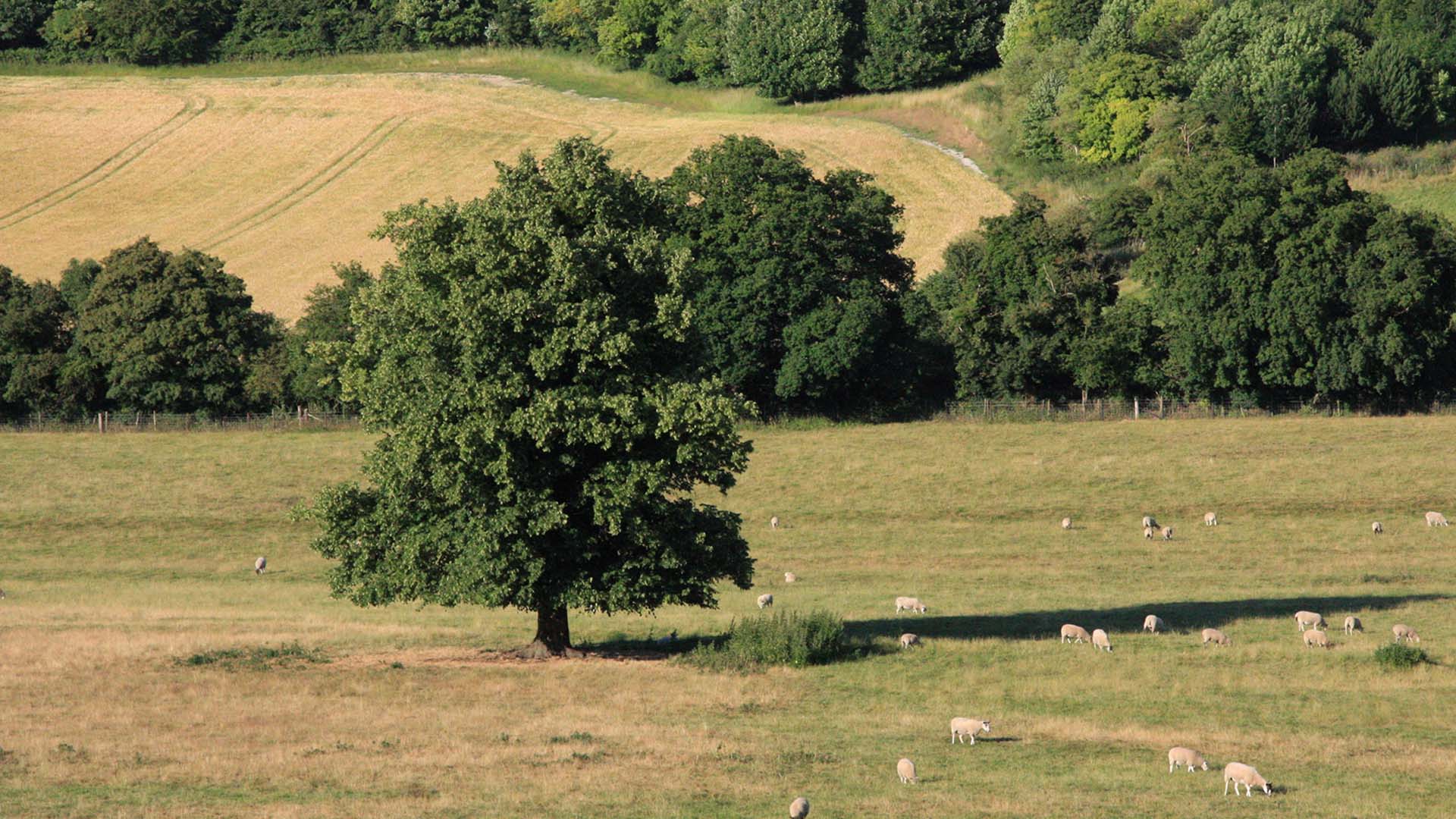 Photo of Tree in field