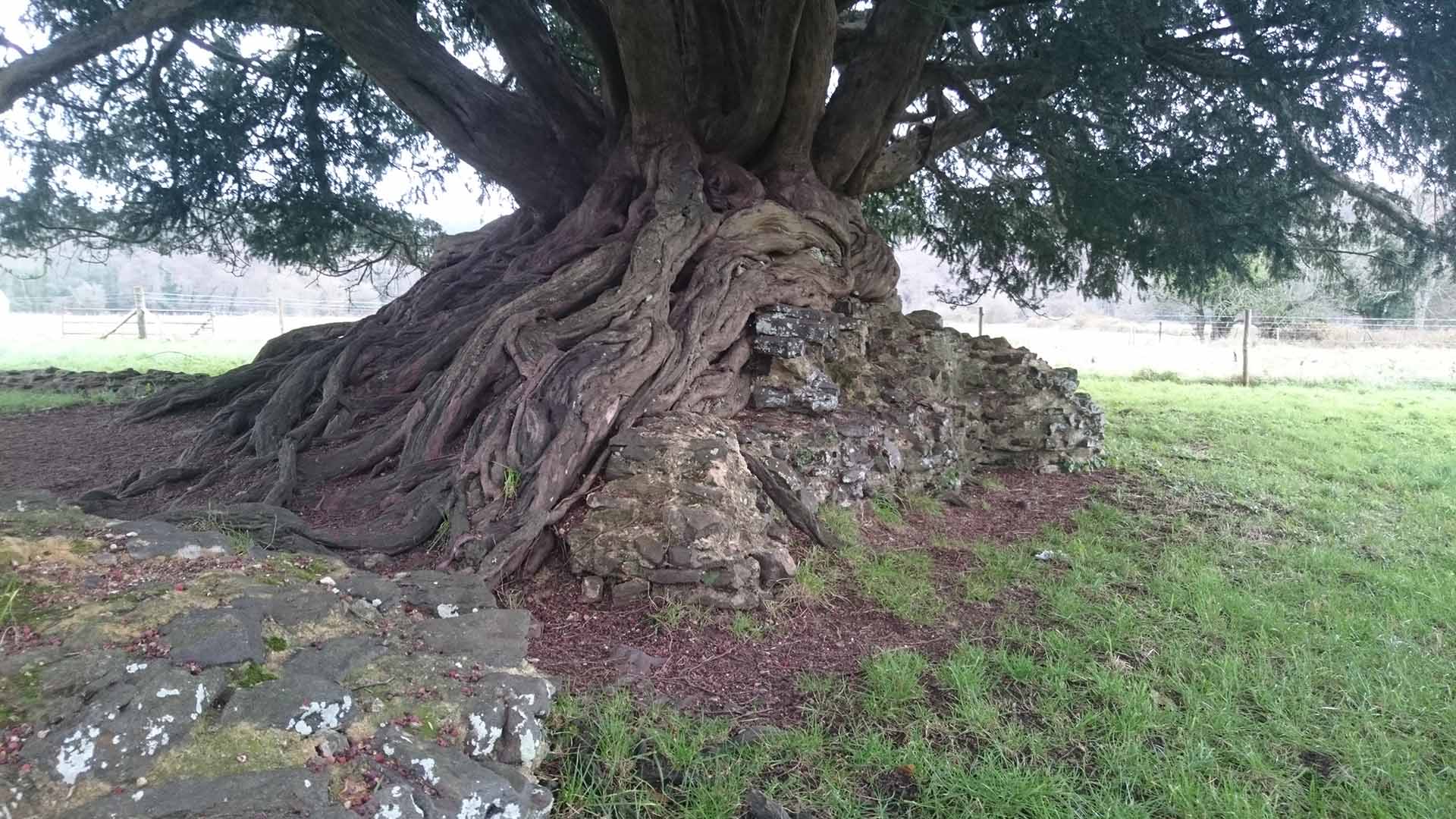 Photo of Tree roots