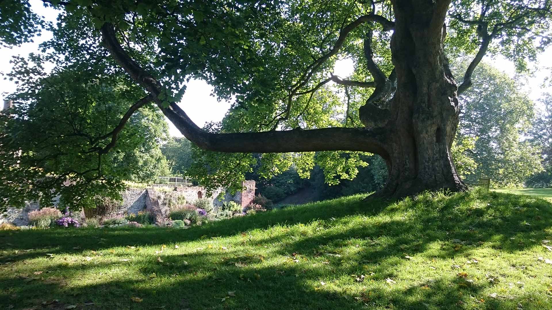 Photo of Tree with crooked branch